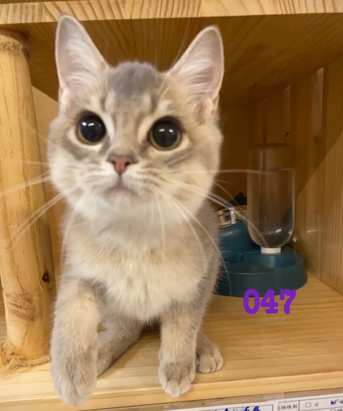 待售貓咪047