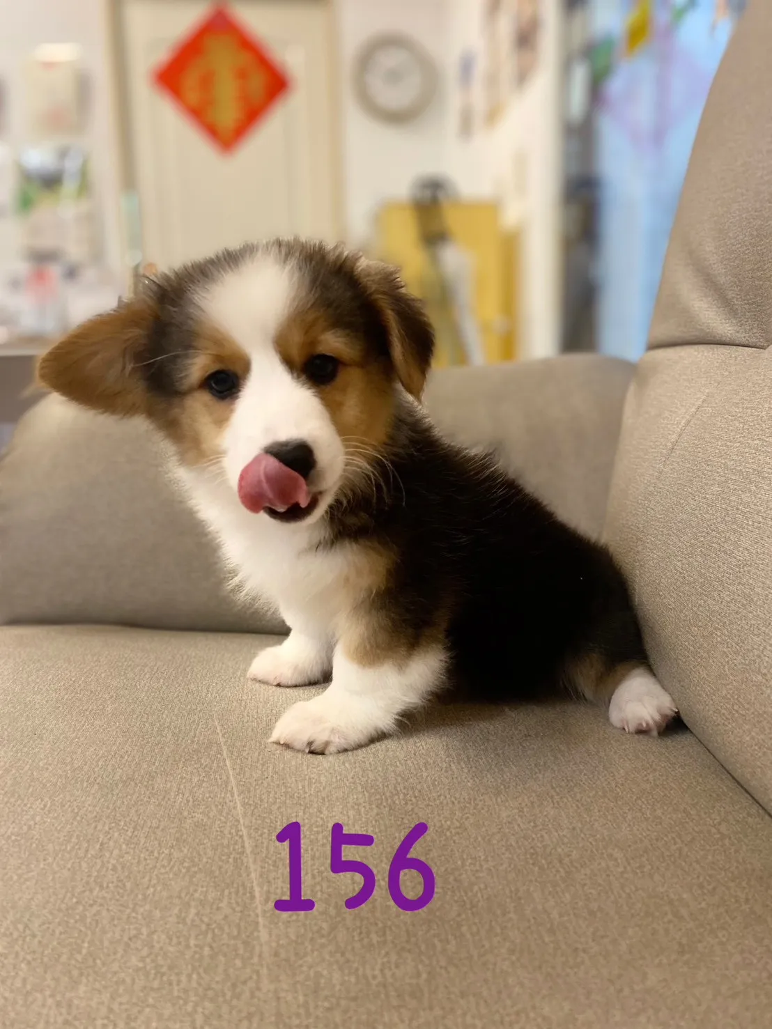 三色柯基妹妹156