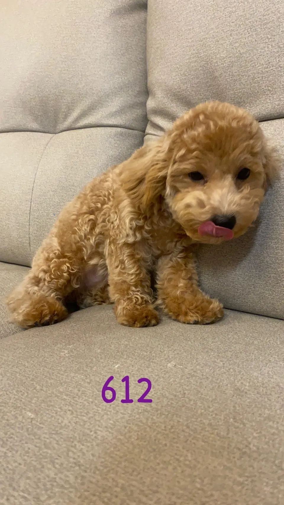 泰迪比熊妹妹612