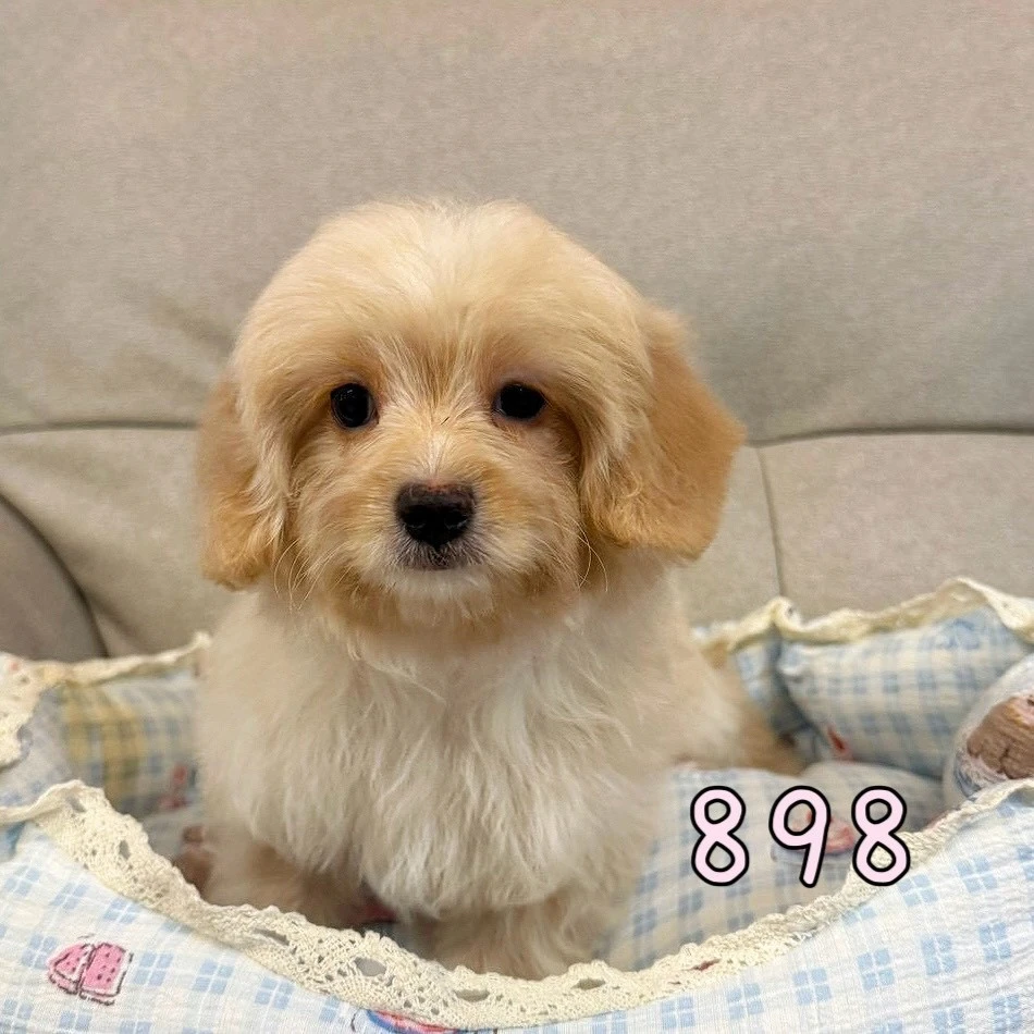 待售瑪爾泰迪898