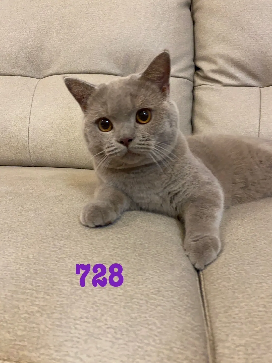 英國短毛貓弟弟妹妹-藍貓