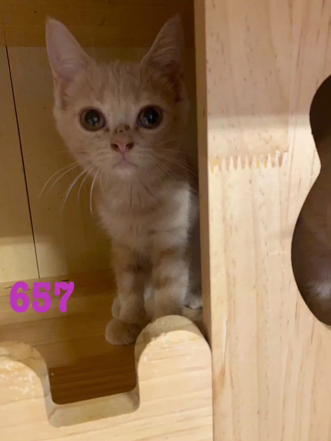待售貓咪657