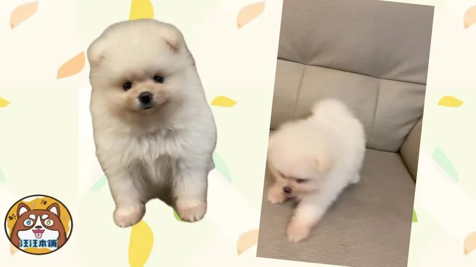 白博美