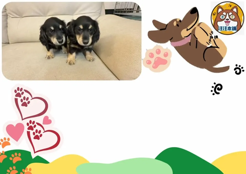 長毛臘腸