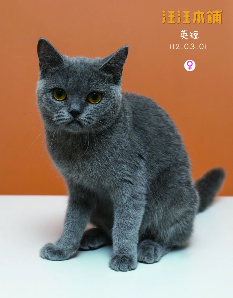 藍貓英短
