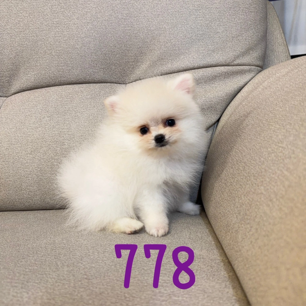 待售松鼠博美778