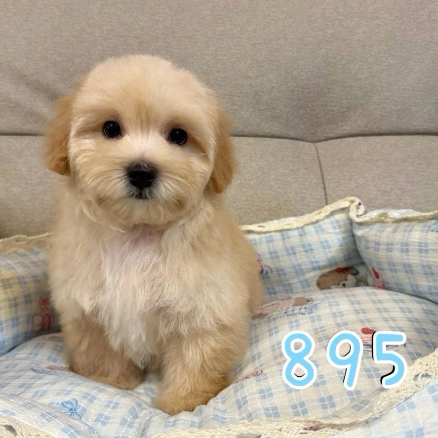 待售瑪爾泰迪895