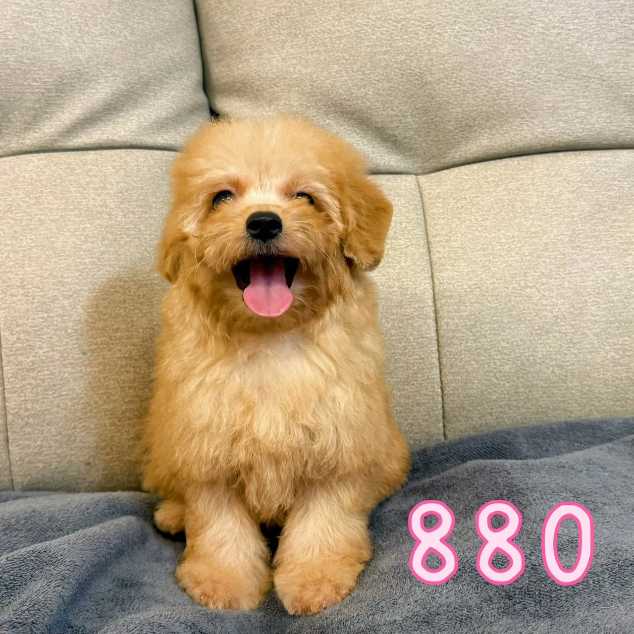 待售瑪爾泰迪880