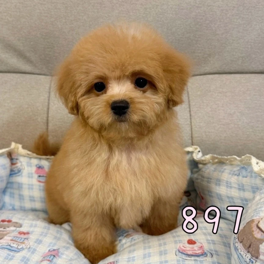 待售瑪爾泰迪897