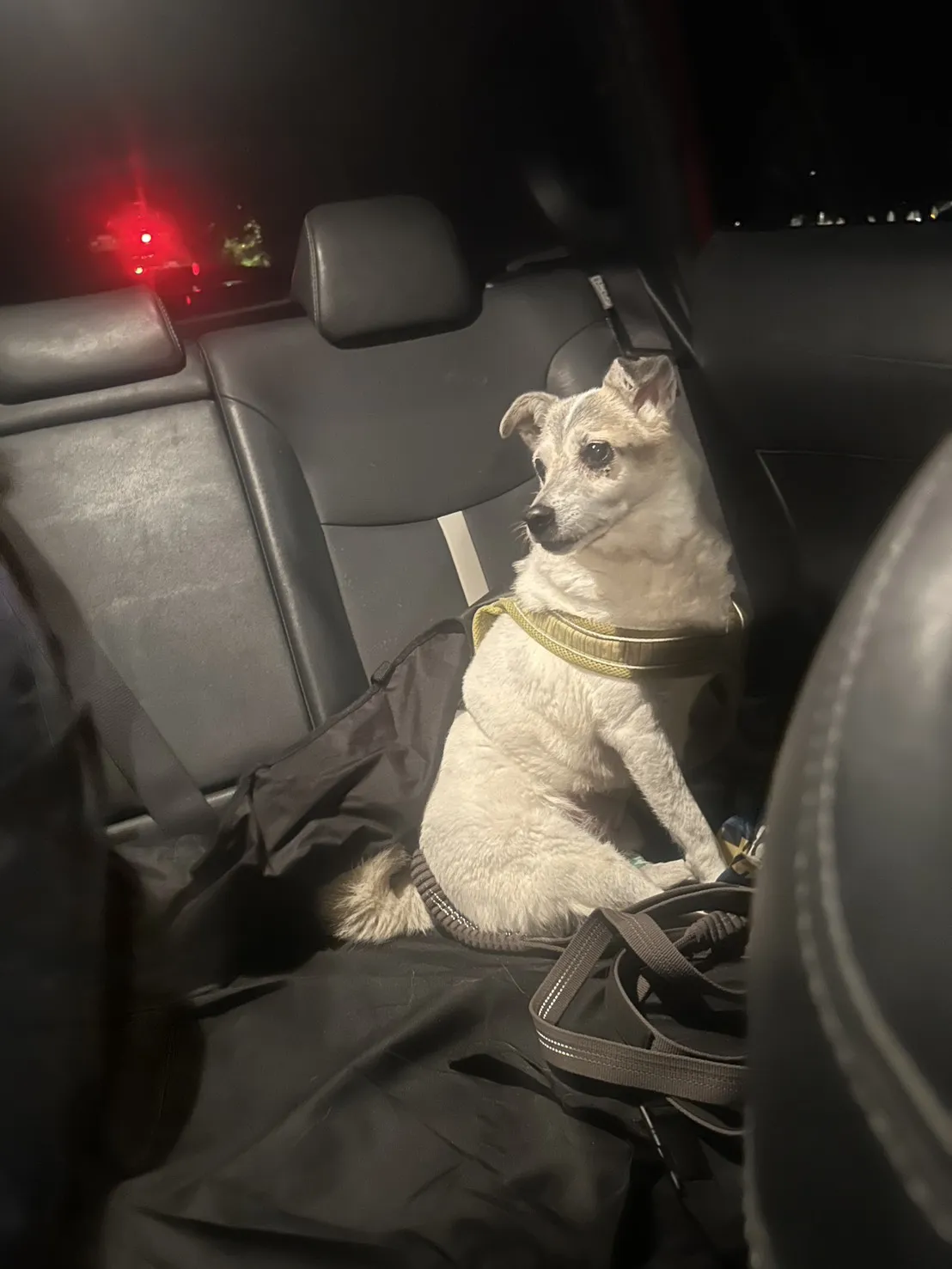 寵物接送-桃園寵物接送/中壢寵物接送