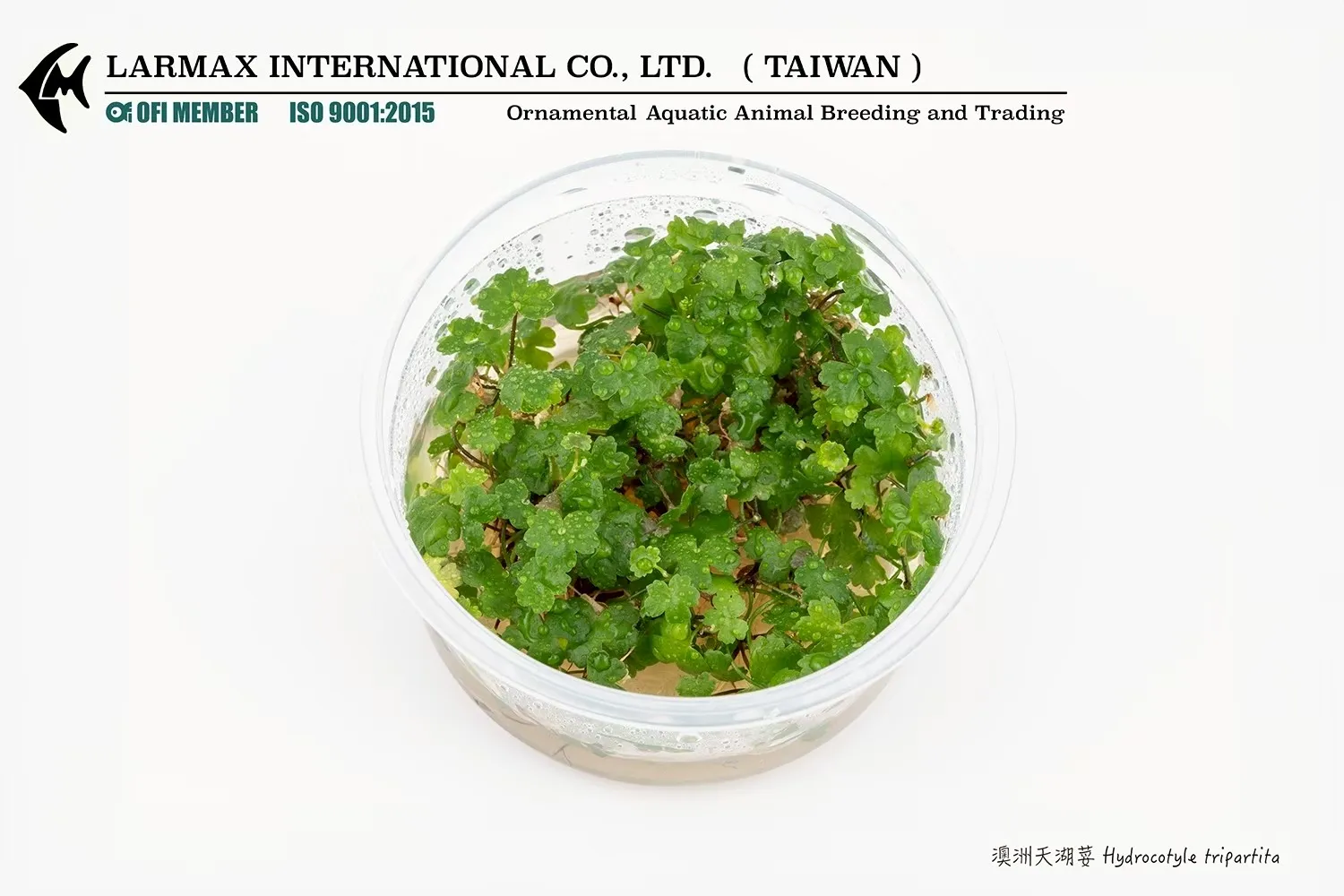 澳洲天湖荽Hydrocotyle tripartita