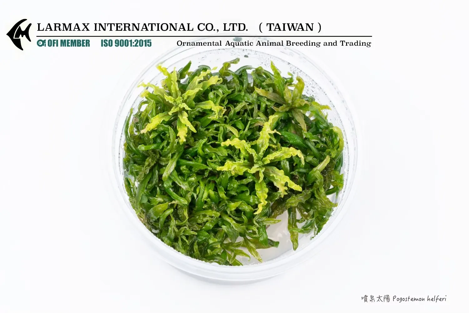 噴泉太陽 Pogostemon helferi