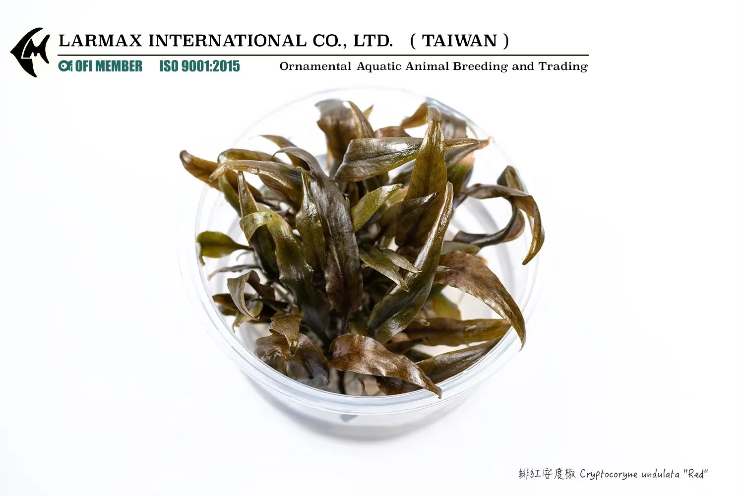 緋紅安杜椒 Cryptocoryne undulata 