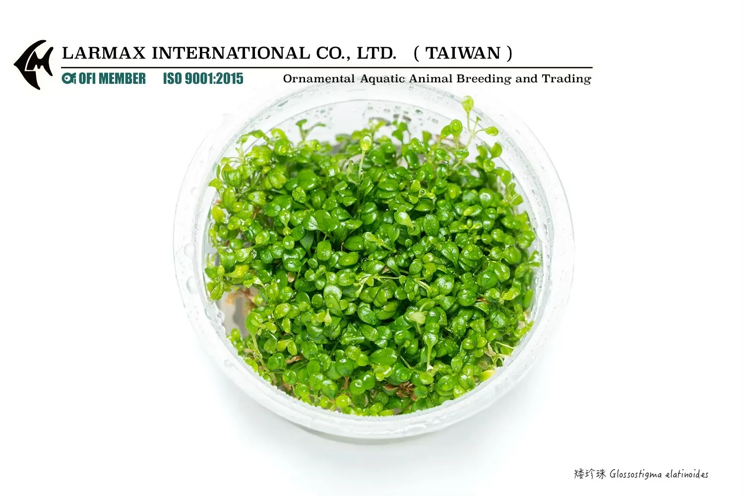 矮珍珠 Glossostigma elatinoides