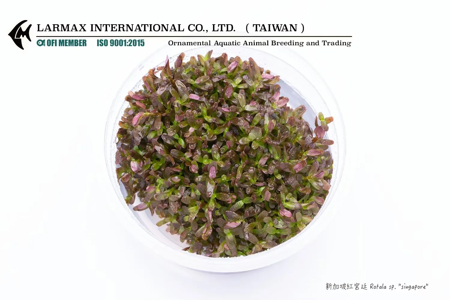 新加坡紅宮廷 Rotala sp. 