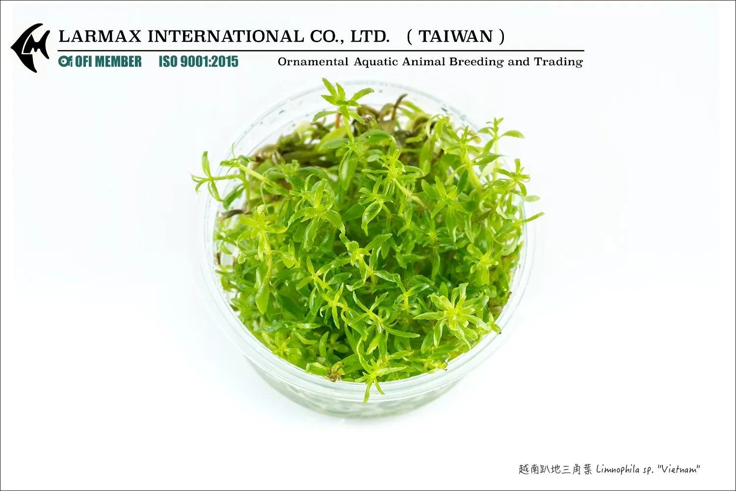 越南趴地三角葉 Limnophila sp. 