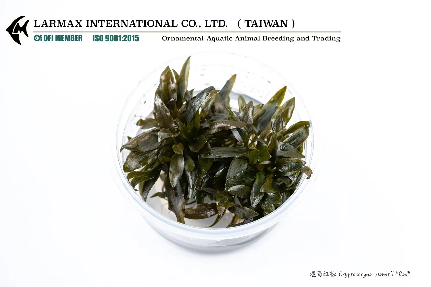 溫蒂紅椒草 Cryptocoryne wendtii ''tropica red''