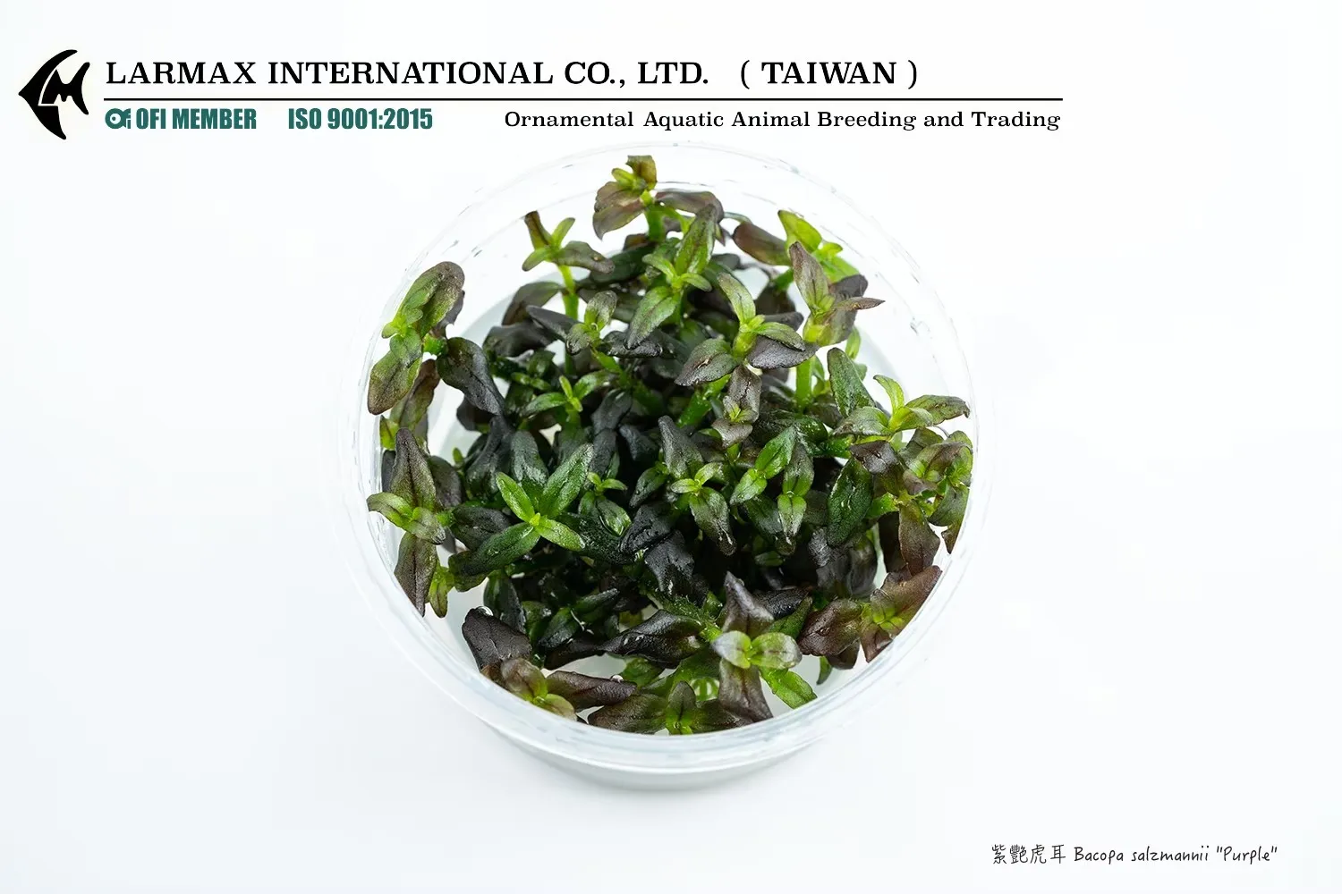 紫豔虎耳 Bacopa salzmannii ''Purple''