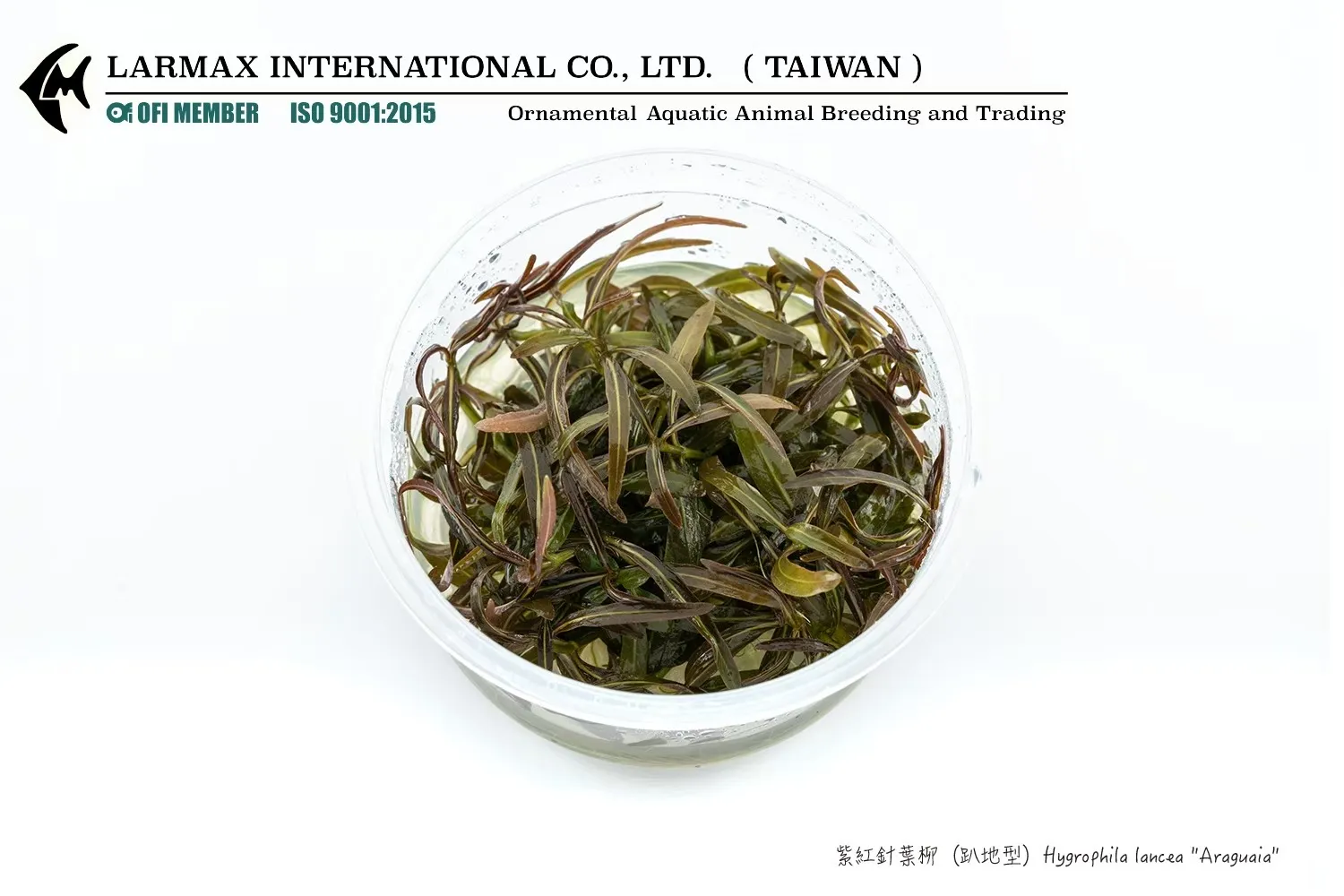 紫紅針葉柳 (趴地型) Hygrophila lancea ''Araguaia''