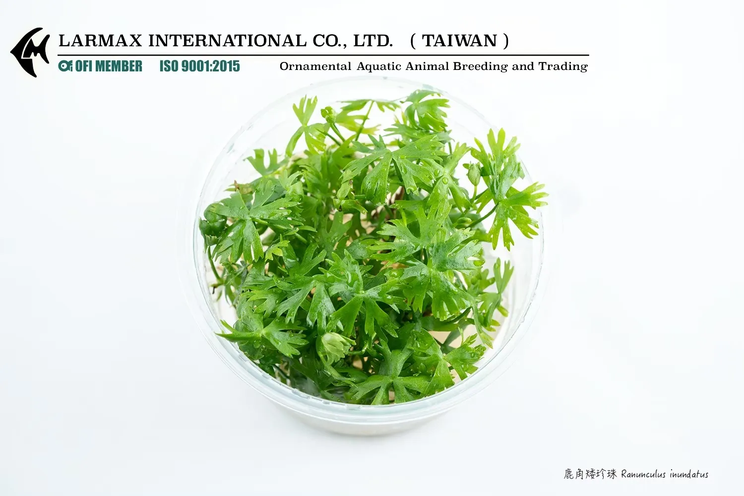 鹿角矮珍珠 Ranunculus inundatus