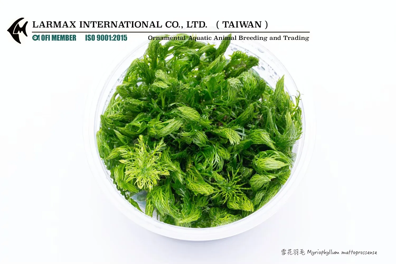 雪花羽毛 Myriophyllum mattogrossense