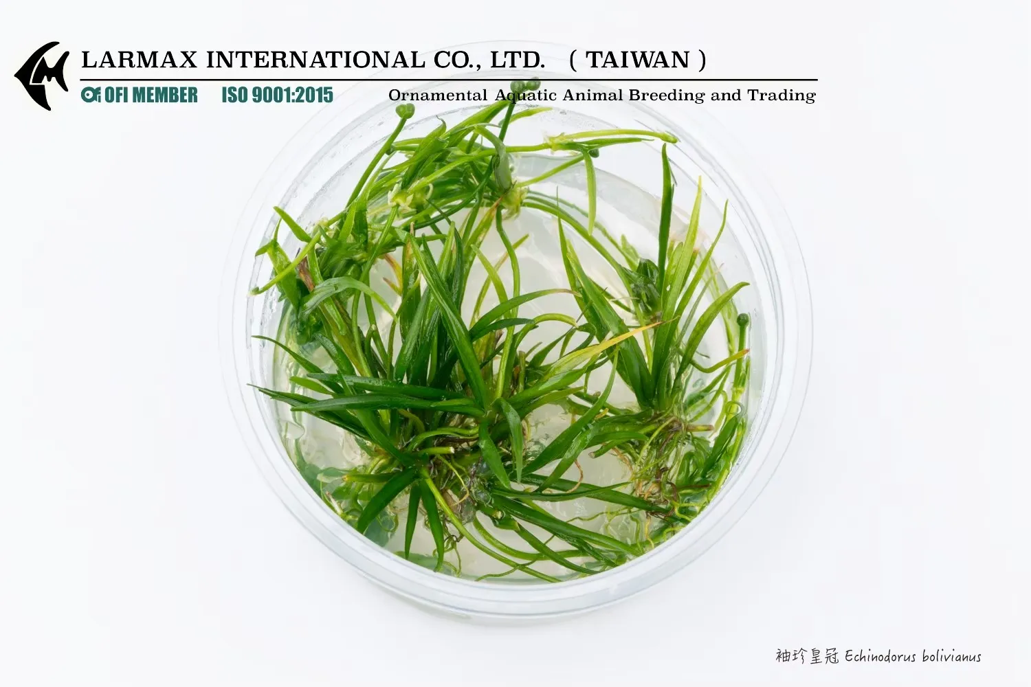 袖珍皇冠 Echinodorus bolivianus