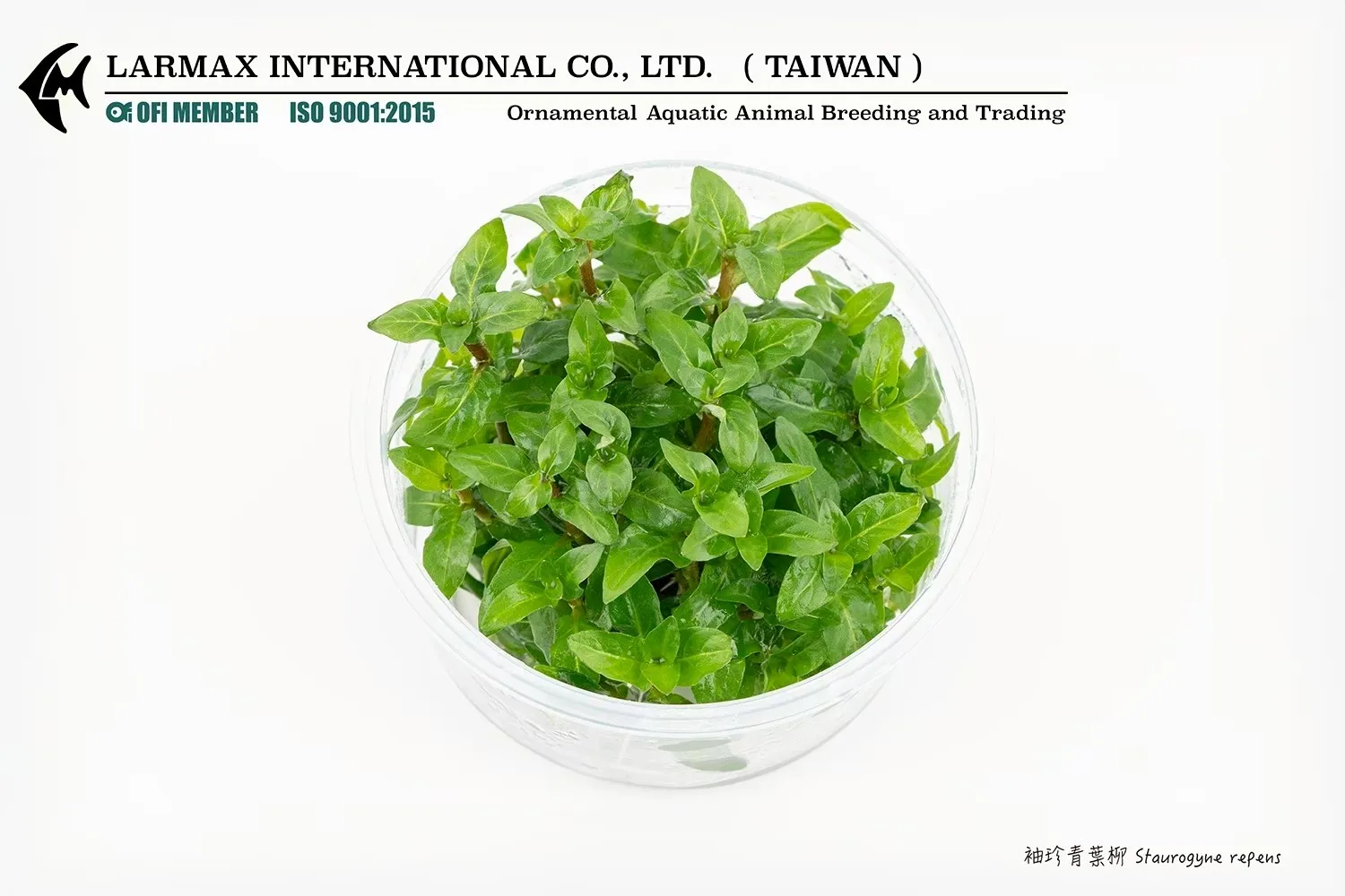 袖珍青葉柳 Staurogyne repens