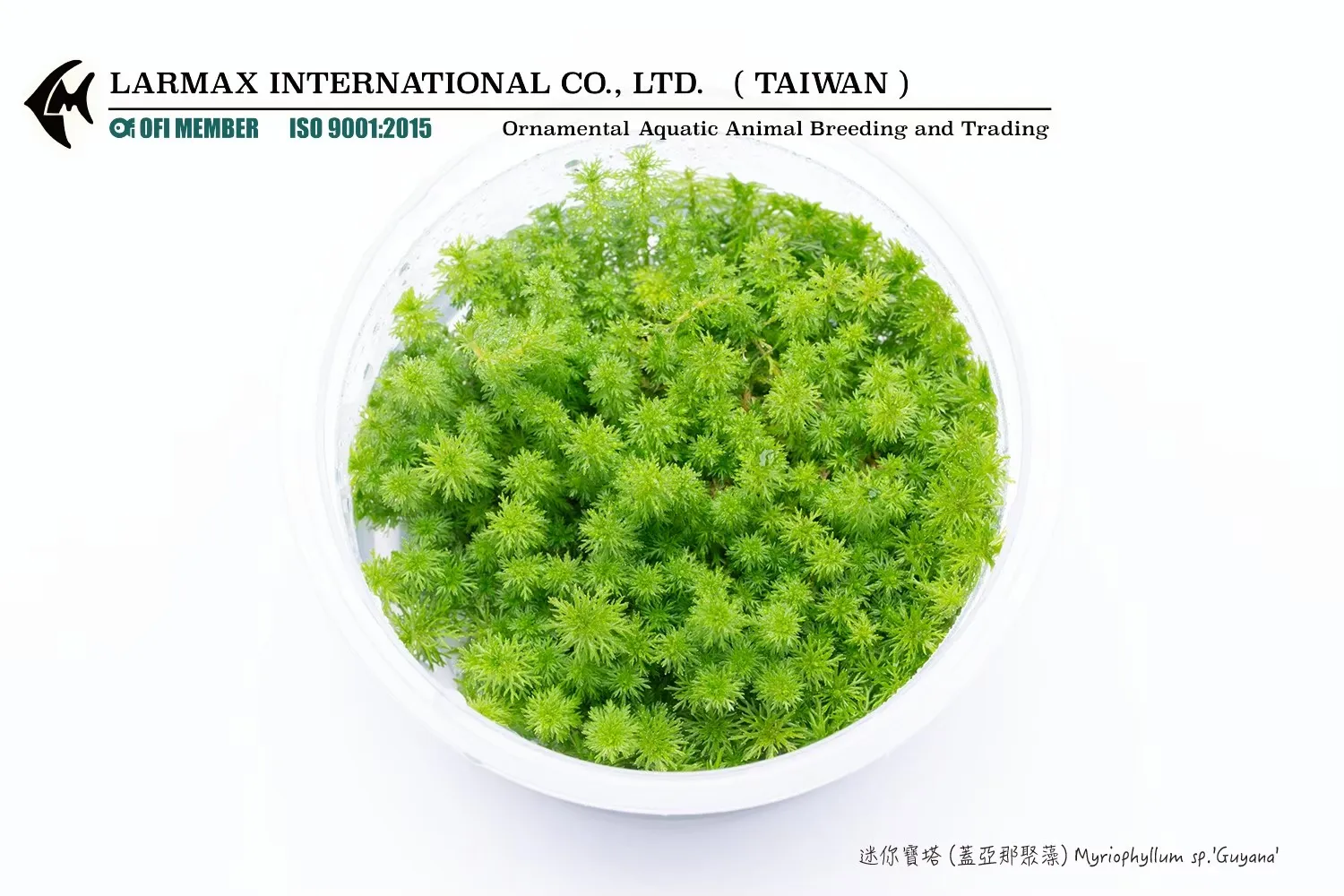 迷你寶塔(蓋亞那聚藻) Myriophyllum sp.'Guyana'