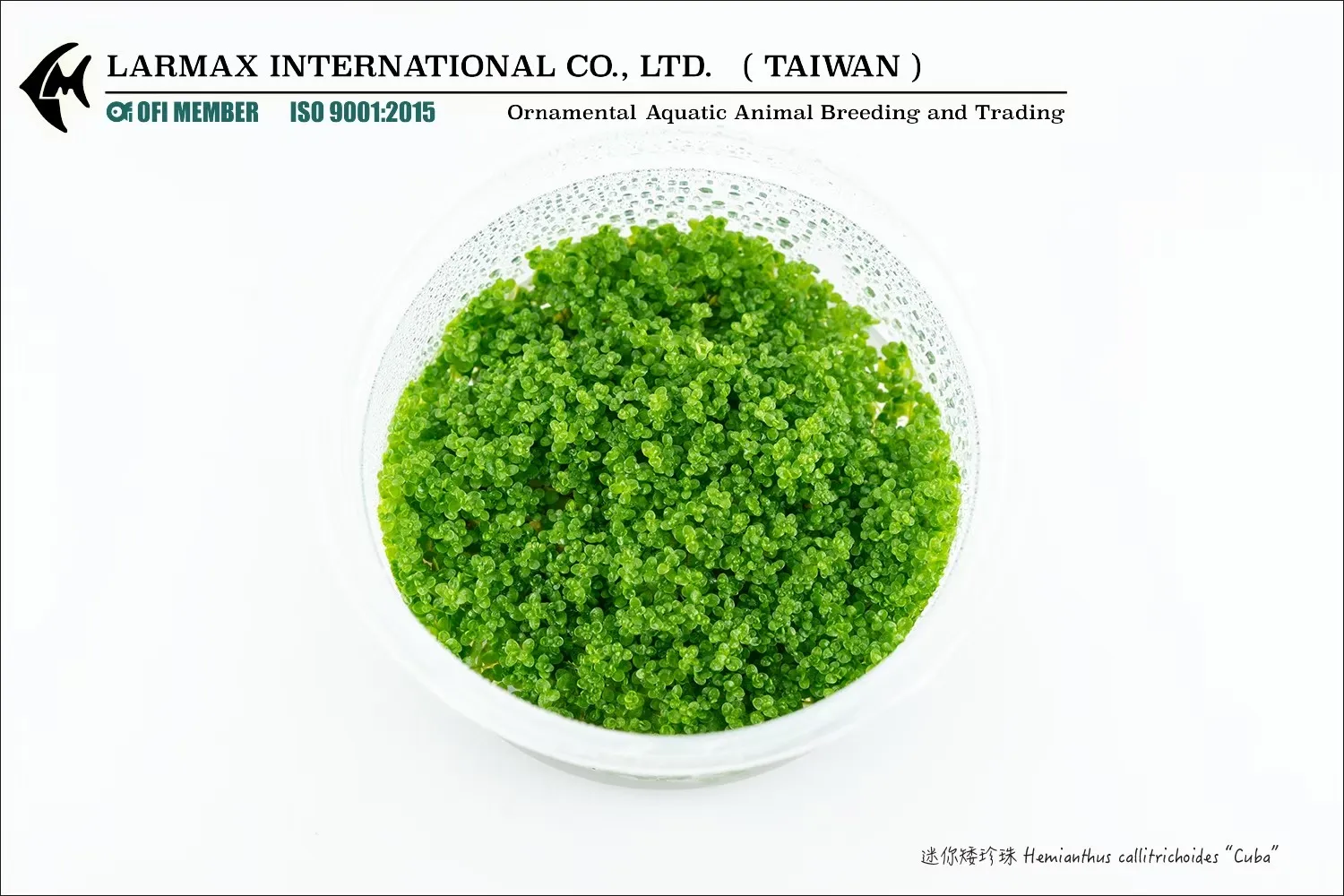 迷你矮珍珠 Hemianthus callitrichoides  ''Cuba''