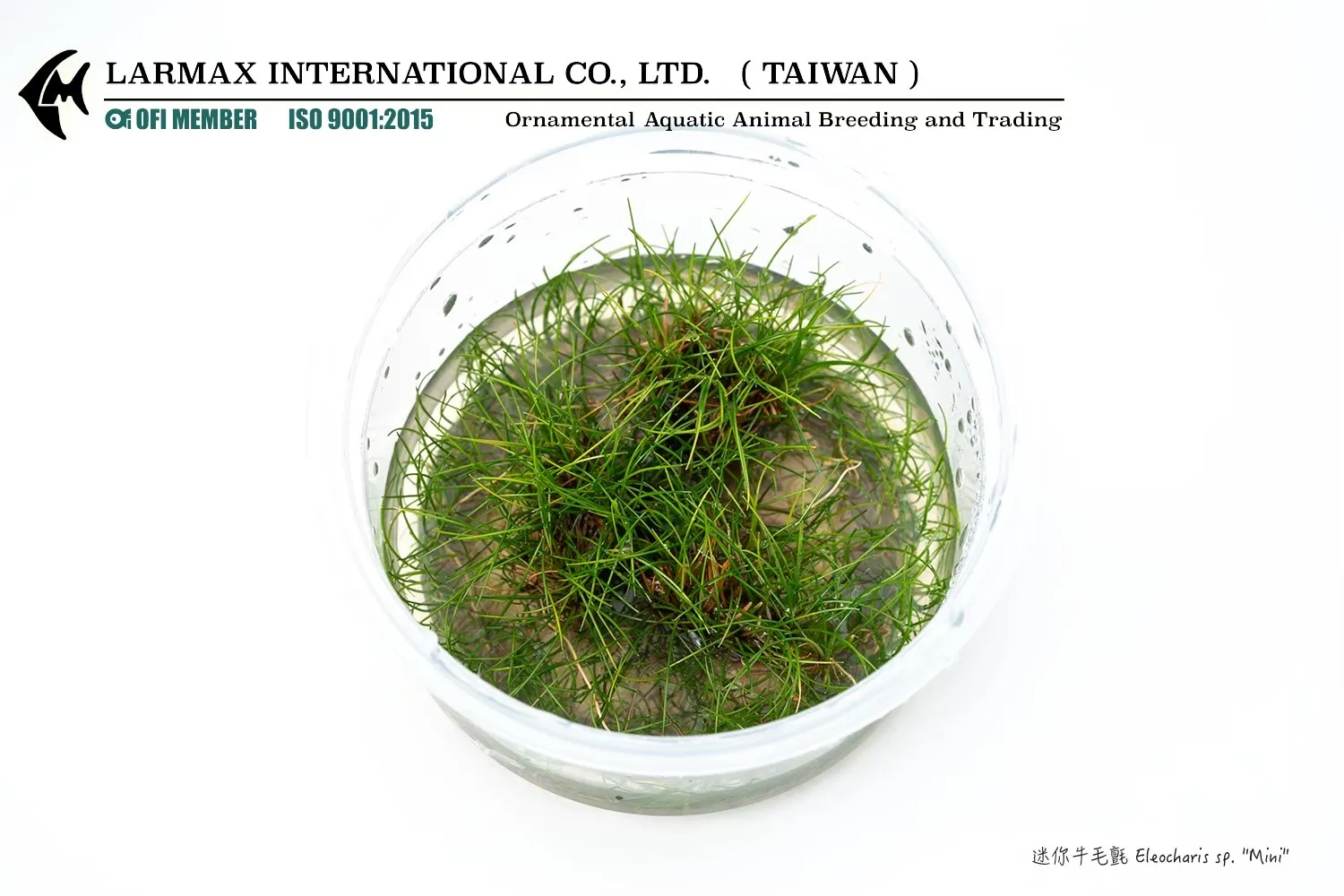 迷你牛毛氈Eleocharis sp. ''mini''