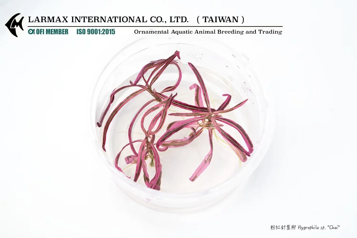 粉紅針葉柳 Hygrophila sp. ''Chai''