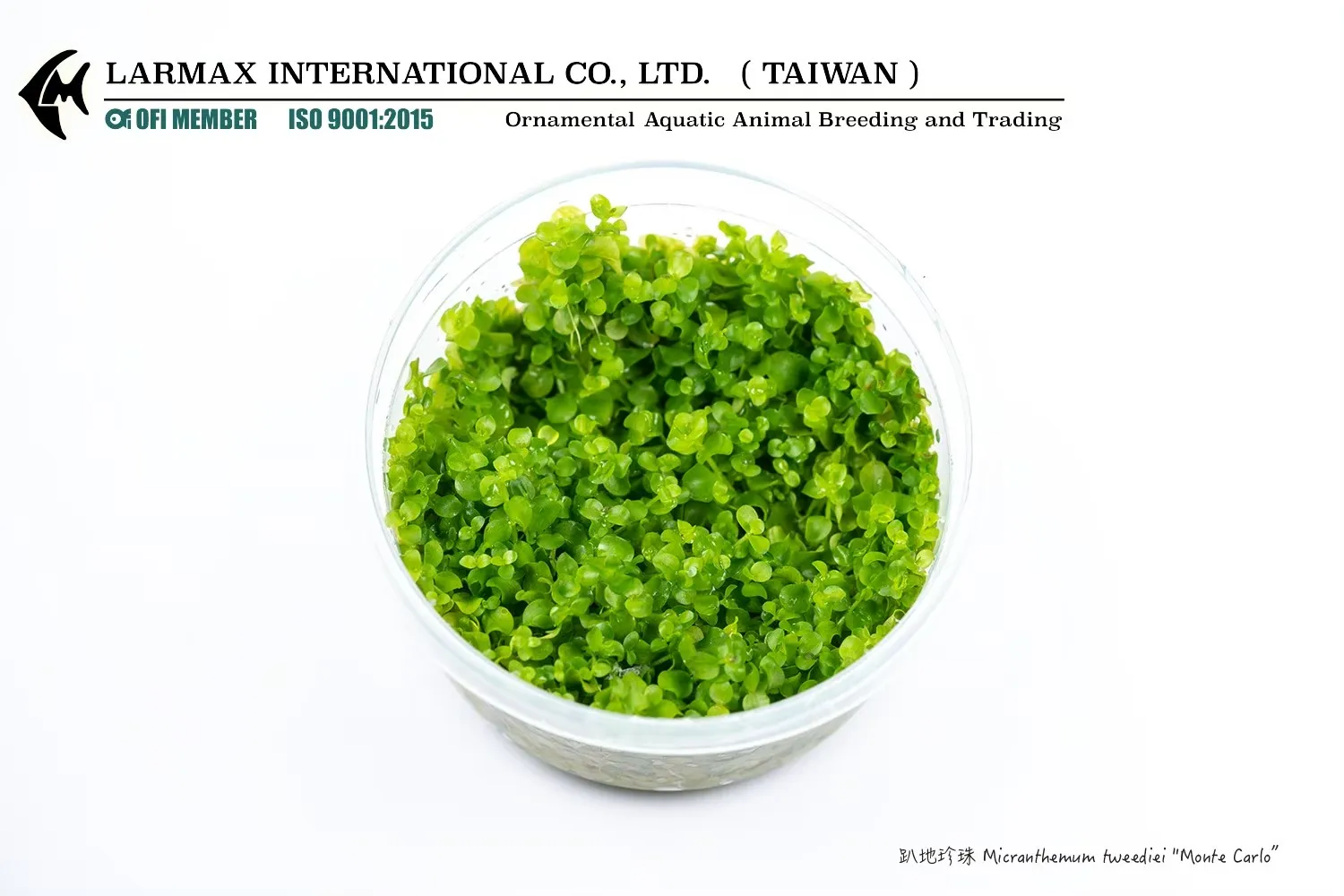 趴地珍珠 Micranthemum tweediei 'Monte Carlo'