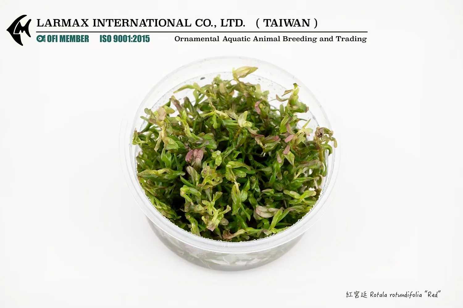 紅宮廷 Rotala rotundifolia  