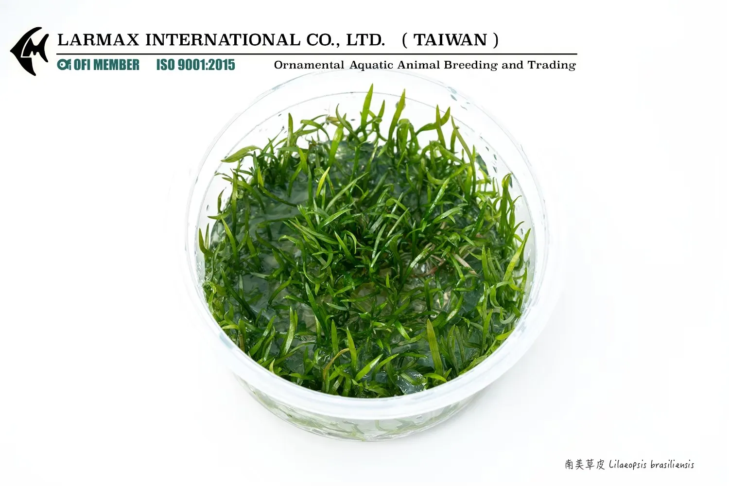 南美草皮 Lilaeopsis brasiliensis