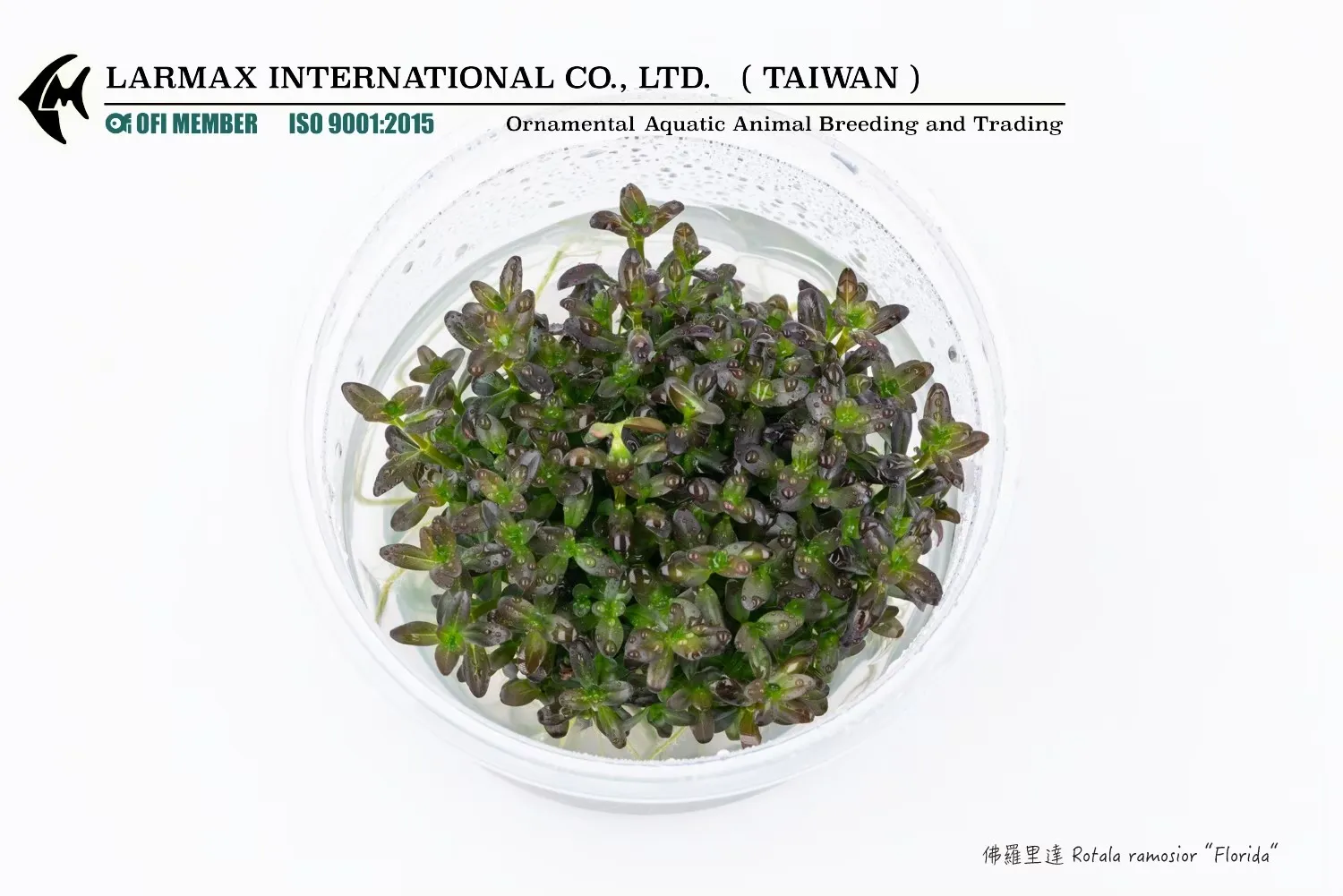 佛羅里達 Rotala ramosior ‘Florida’