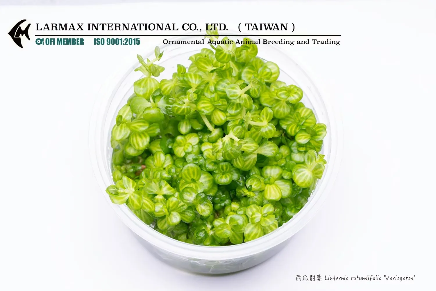西瓜對葉 Lindernia rotundifolia 'Variegated'