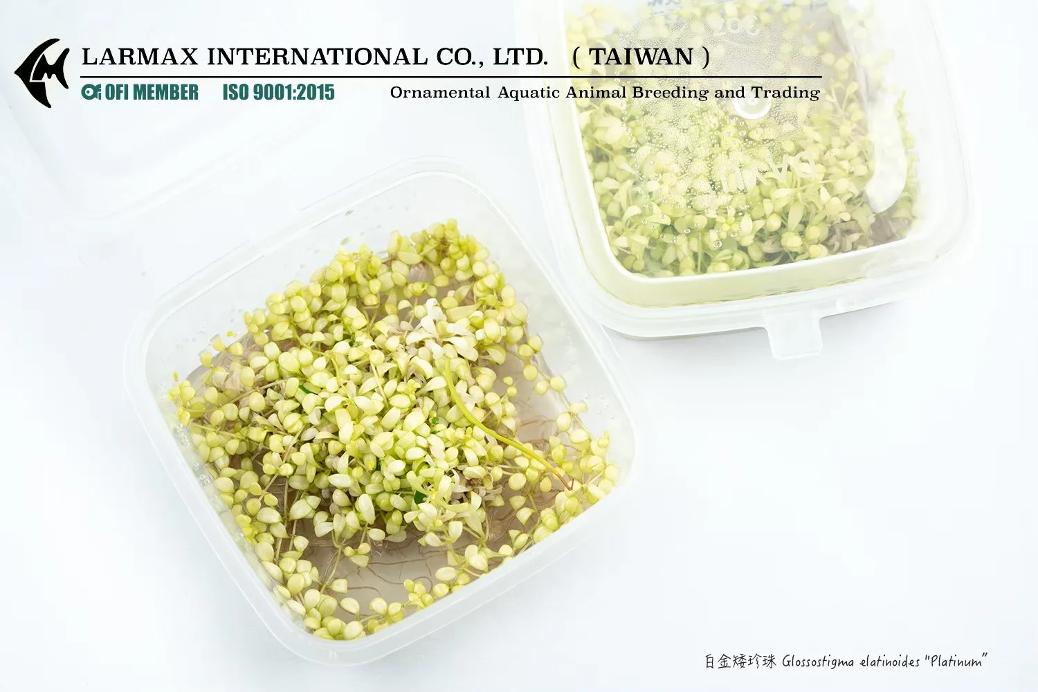 白金矮珍珠Glossostigma elatinoides 