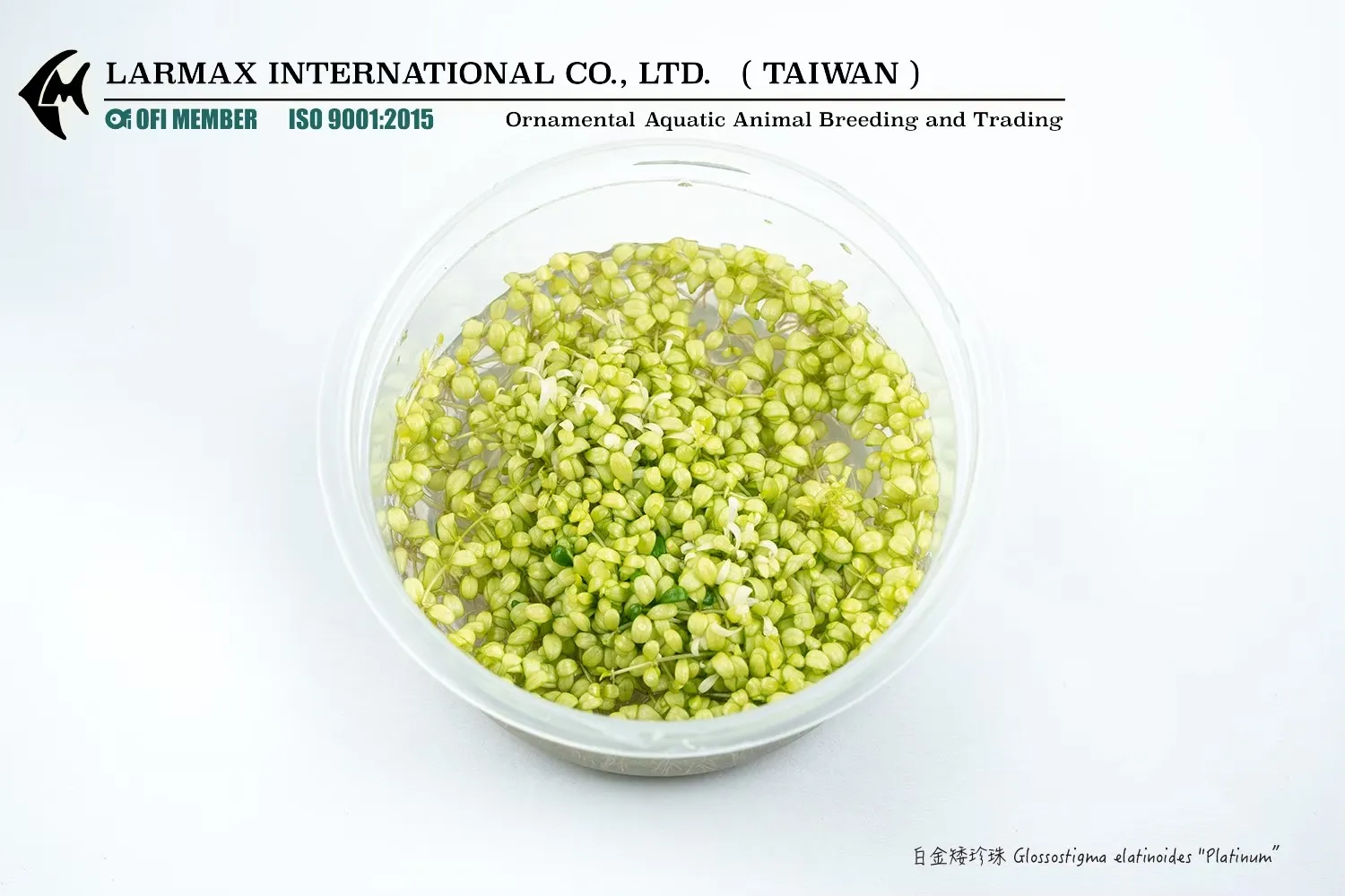 白金矮珍珠Glossostigma elatinoides 