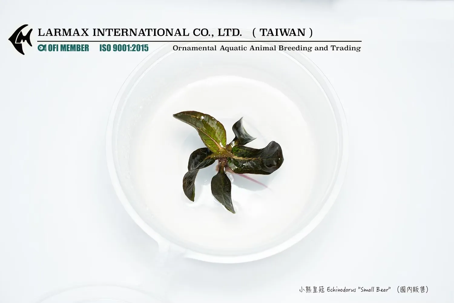 小熊皇冠 Echinodorus 