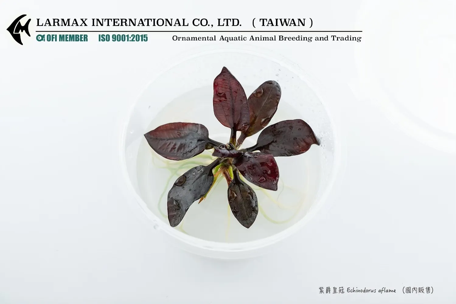 紫爵皇冠Echinodorus aflame