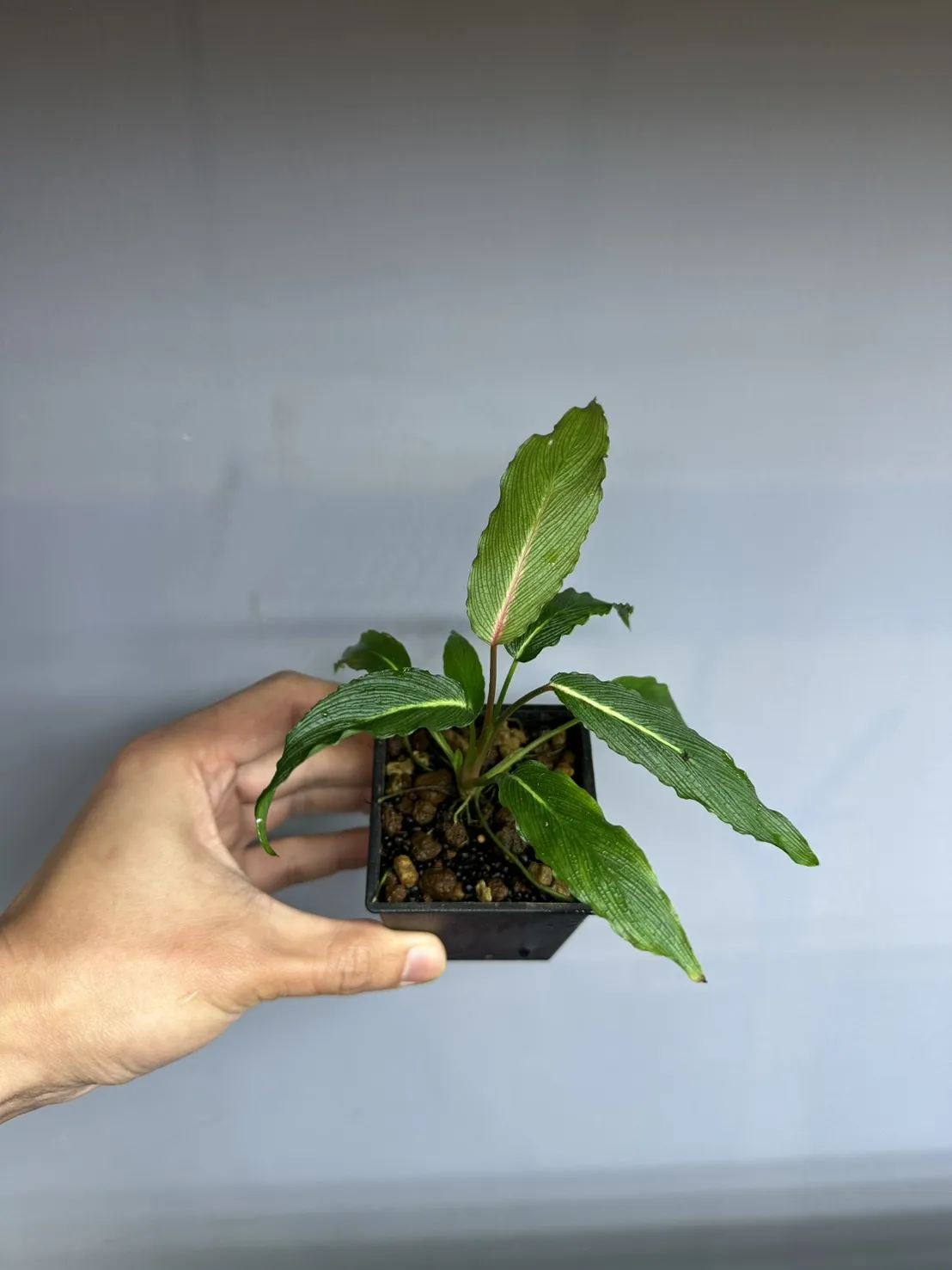 巴布亞春雪榕 Homalomena Sp. Papua