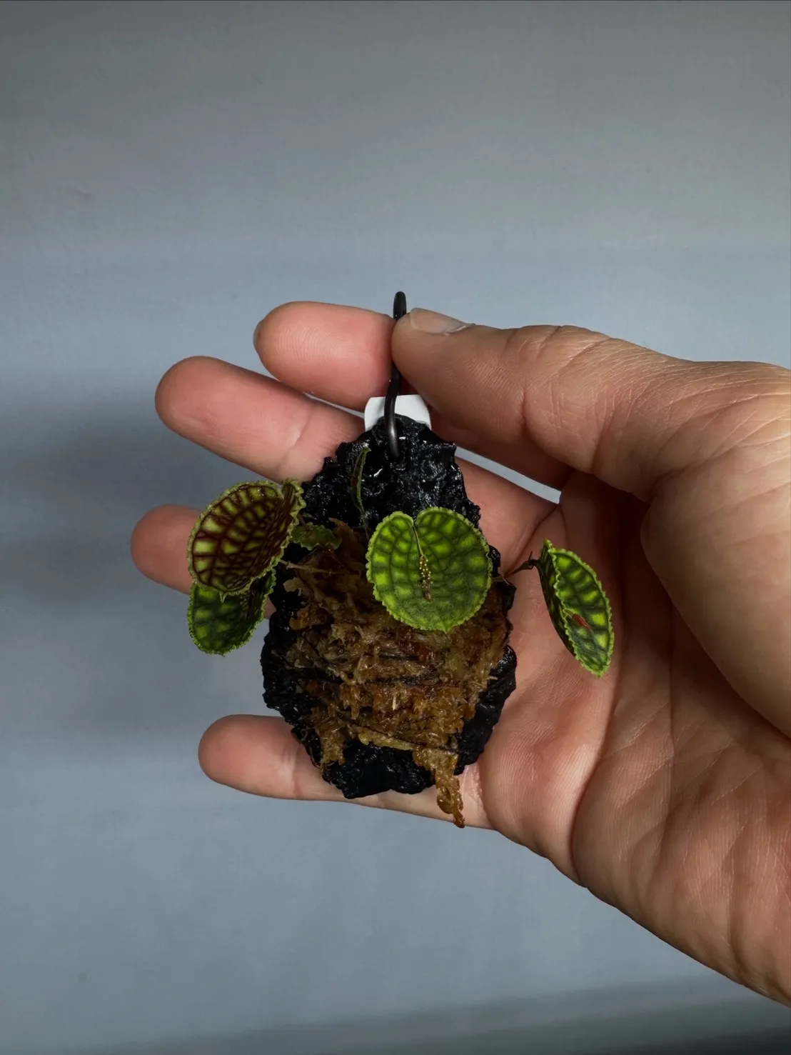 網紋麗斑蘭 Lepanthes calodictyon