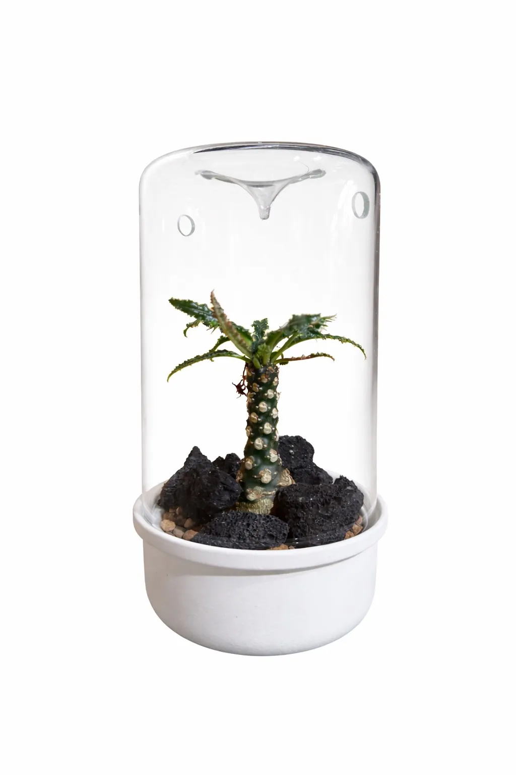 微景觀生態瓶 (平頂)