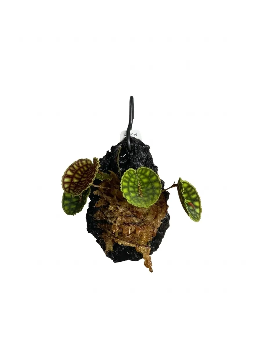 網紋麗斑蘭 Lepanthes calodictyon