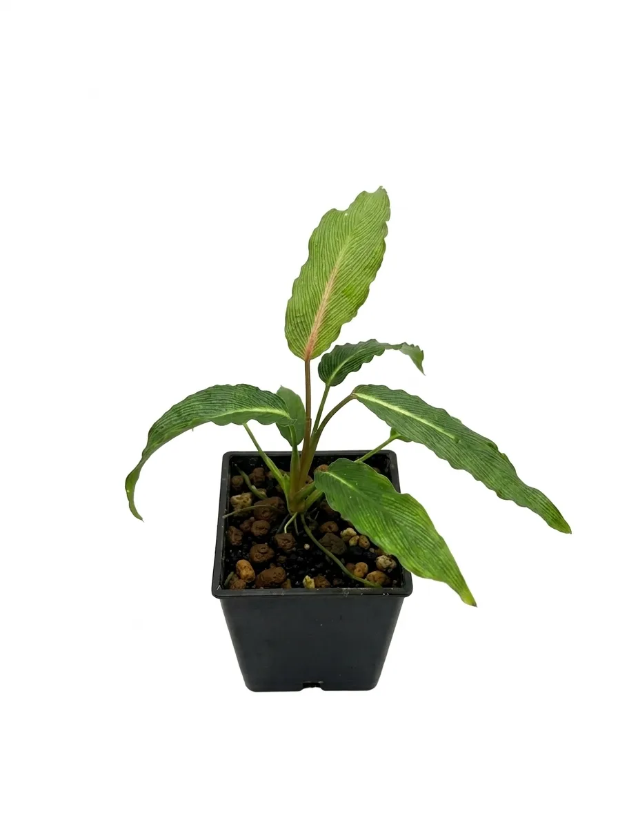 巴布亞春雪榕 Homalomena Sp. Papua