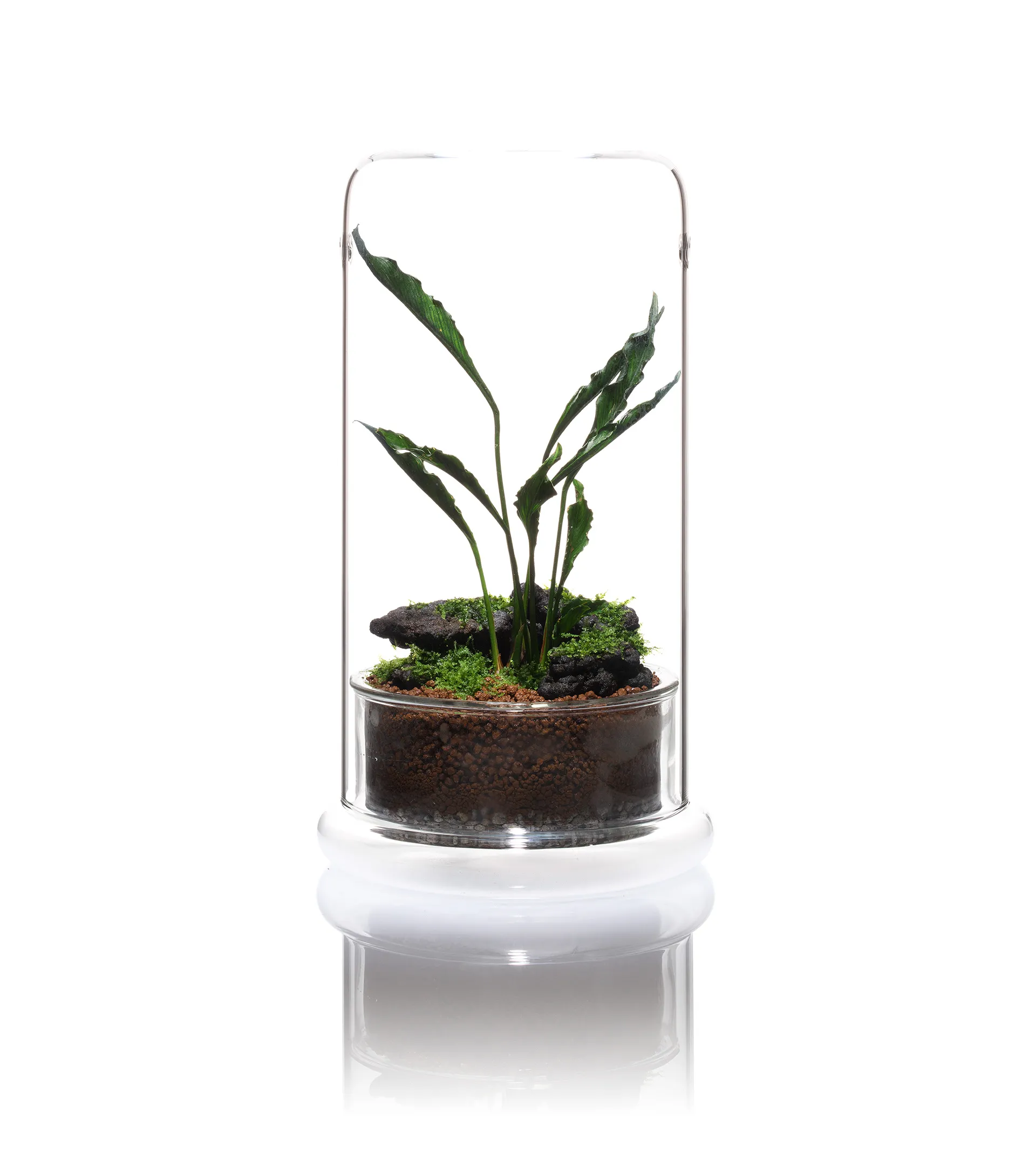 DOOA CELL植物生態瓶