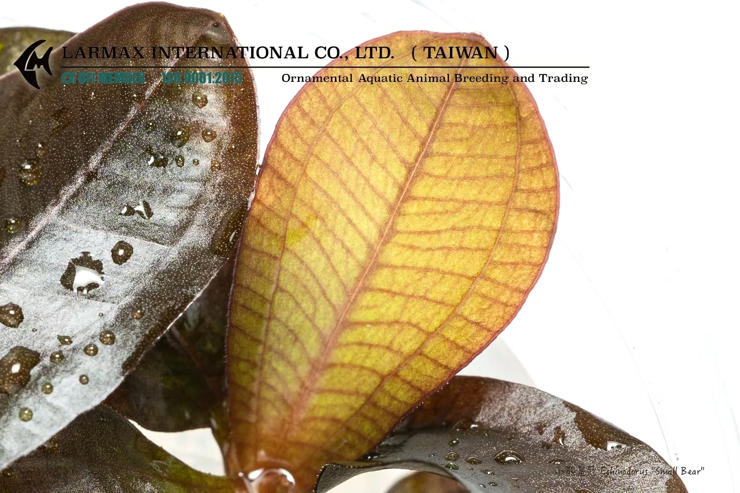 小熊皇冠 Echinodorus 