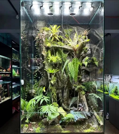 前開門雨林爬蟲缸