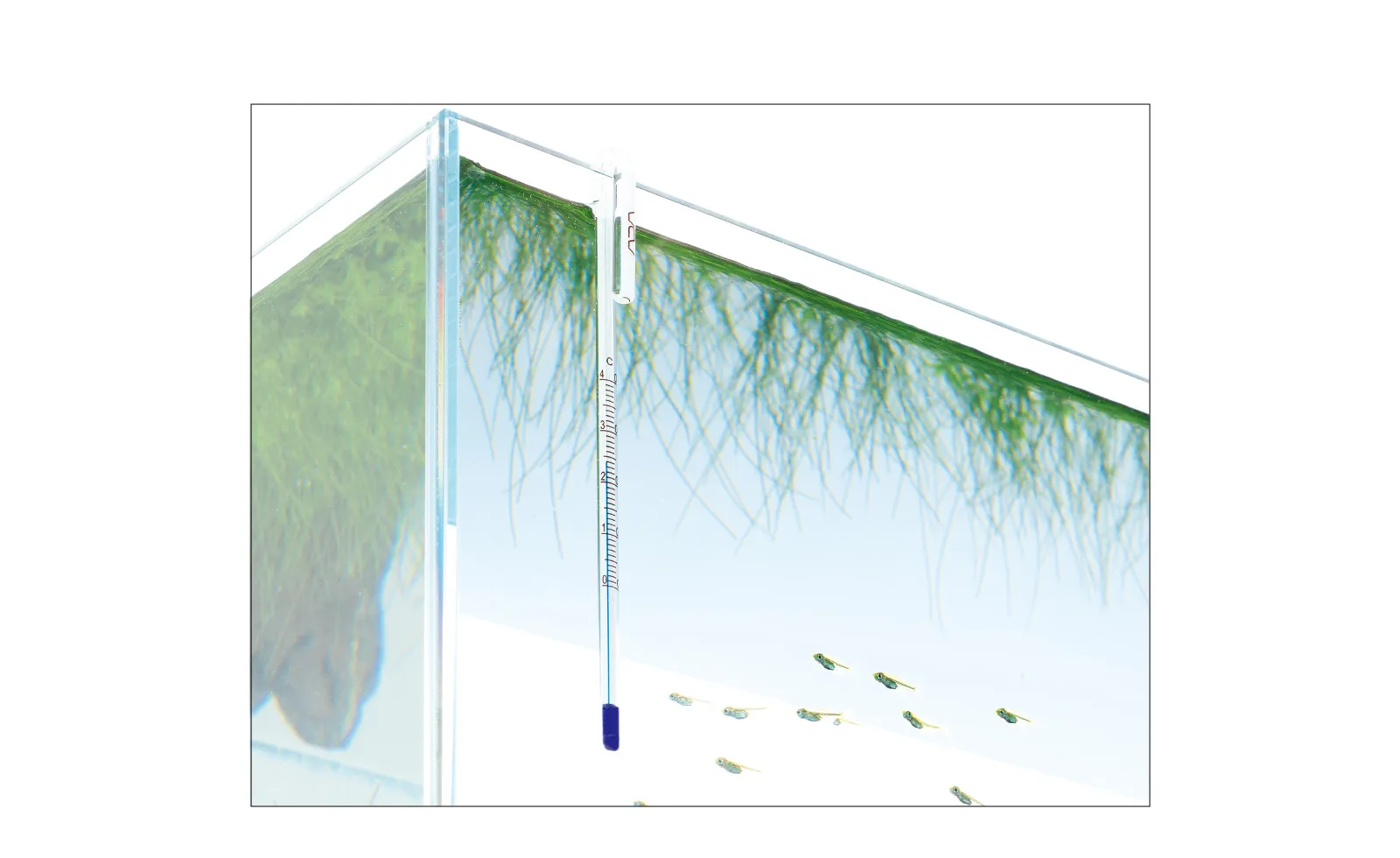 ADA NA Thermometer J 掛式玻璃水溫計