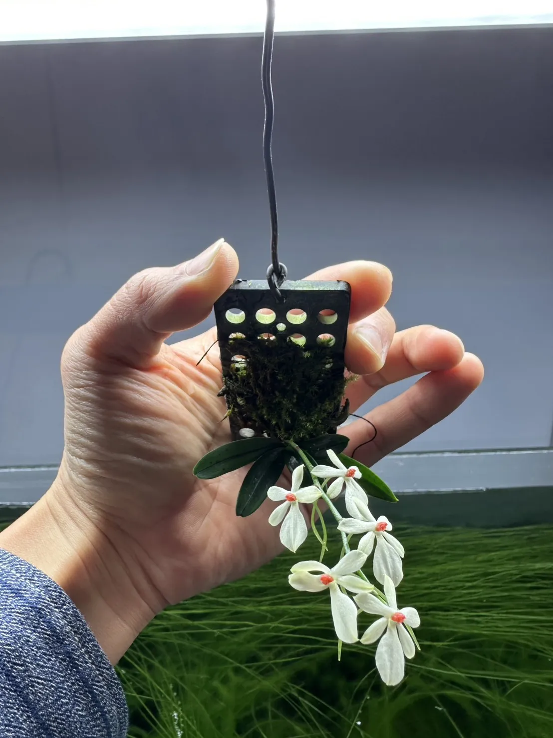 東昇竹蜻蜓蘭花